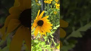 Blackeyed Susan And The Bee shorts nature