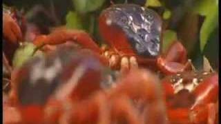 Christmas Island Pt 1
