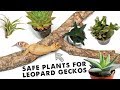 Top 10 Safe Plants For Leopard Geckos | BIOACTIVE ARID TANK