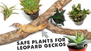 Top 10 Safe Plants For Leopard Geckos | BIOACTIVE ARID TANK