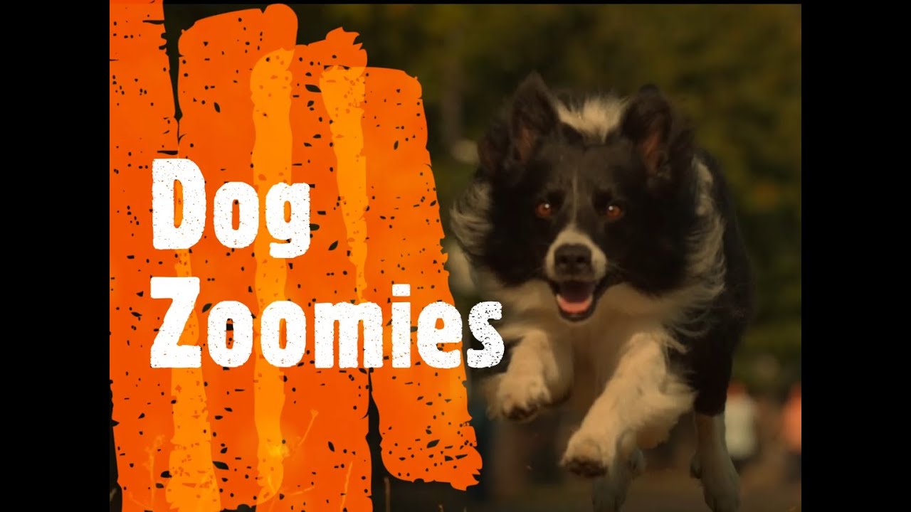 Dog Zoomies! YouTube