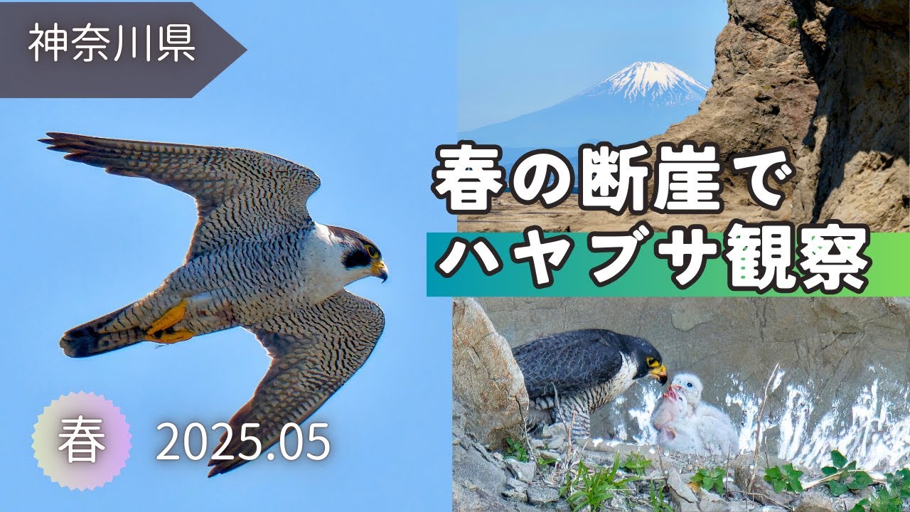 【野鳥観察】ハヤブサの飛翔とクロサギたち｜春の断崖で猛禽類