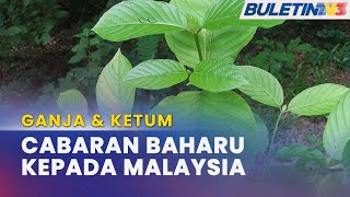 GANJA & KETUM | KDN Cadang Wujudkan Mekanisme Kawalan Teratur