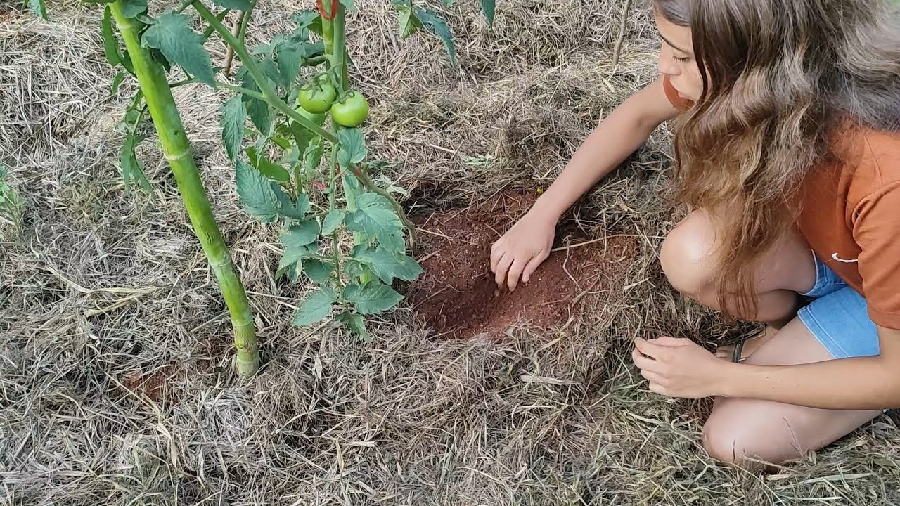Olha aí o resultado - cascas de legumes e frutas na plantação de tomates 