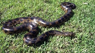 A Big Giant Anaconda In My Home | Pets and Animals | #Shorts