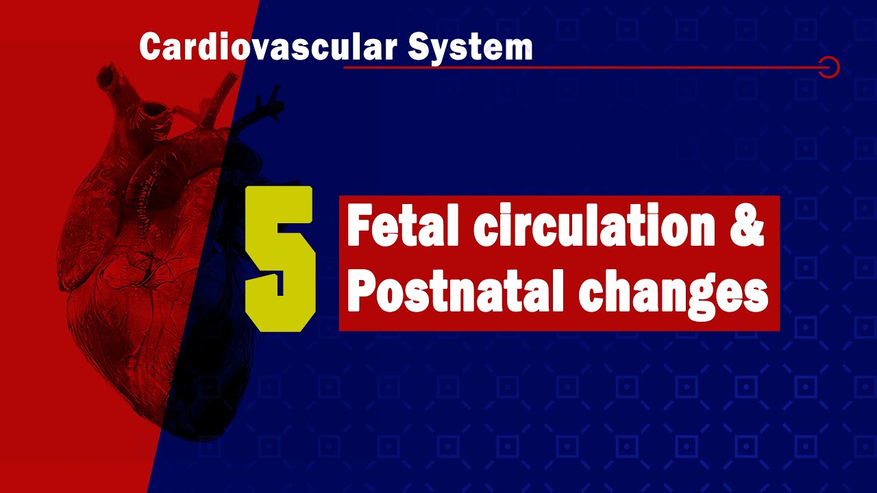 𝟓. 𝐅𝐞𝐭𝐚𝐥 𝐜𝐢𝐫𝐜𝐮𝐥𝐚𝐭𝐢𝐨𝐧 & 𝐏𝐨𝐬𝐭𝐧𝐚𝐭𝐚𝐥 𝐜𝐡𝐚𝐧𝐠𝐞𝐬 𝐨𝐟 𝐟𝐞𝐭𝐚𝐥 𝐜𝐢𝐫𝐜𝐮𝐥𝐚𝐭𝐢𝐨𝐧 🫀👶🩸 (الدورة الدموية للجنين)