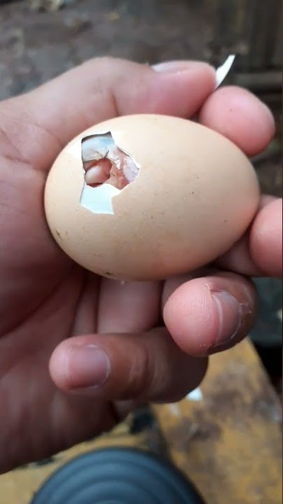 KUASA ALLAH SWT || anak ayam masih dalam cangkang telur