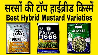 सरसों की बेस्ट हाइब्रिड किस्में | Pioneer Mustard seed variety | Shriram 1666 | Dhaanya seeds