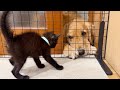 初めて大型犬をみた子猫が動けなくなっちゃいました...【ゴールデンレトリバー・ボーダーコリー】