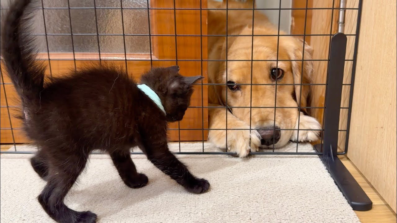初めて大型犬をみた子猫が動けなくなっちゃいました...【ゴールデンレトリバー・ボーダーコリー】