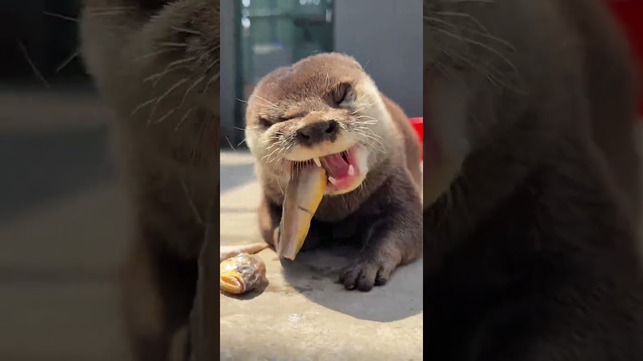 The little milk can be used to shovel the poop owner hasn't seen you eat fish for a long time