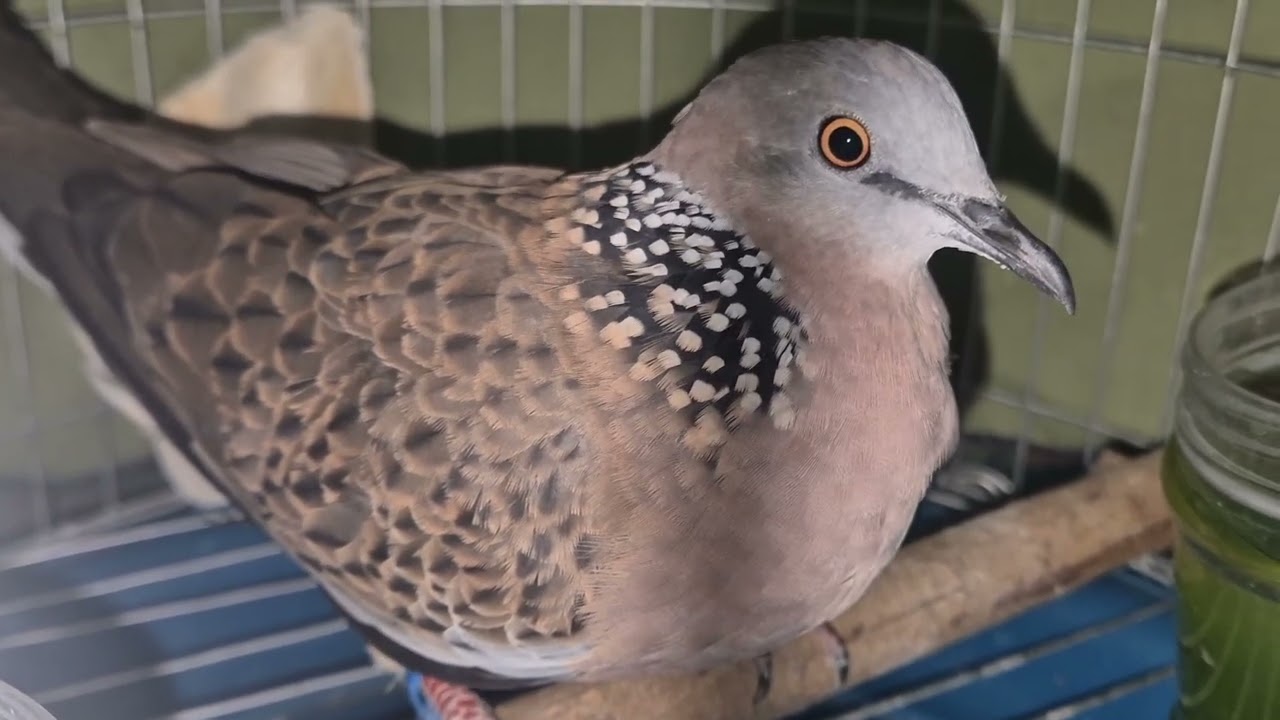 [Đã nhường]  Cặp Chim Tơ 5 Tháng Tuổi Dành Cho Bạn Nào Thiện Chí 0334292710