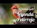 Leyenda del petirrojo  milusska u milusska y anna