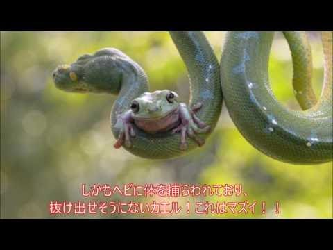 养蛙青年“被”孤独，遭吐槽！导播胖子被“失误”，神助攻！  小哥谈政事1/31