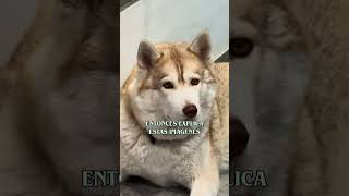 ☕ Te descubrí, ahora todos van a saber la verdad. | Alchemia