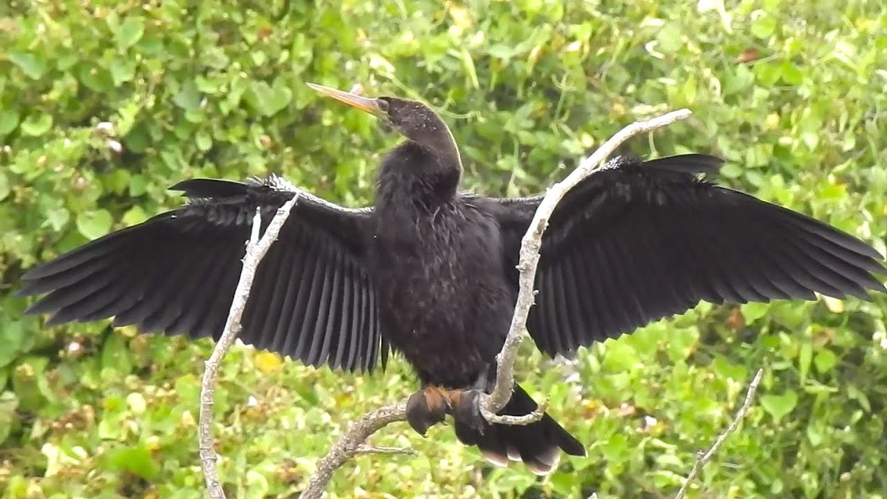 Anhingas - Pat O'Neil's Video Bird IDs