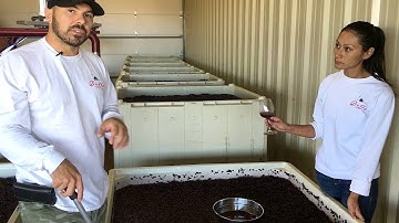 Doffo Winery: Punching Down the Wine