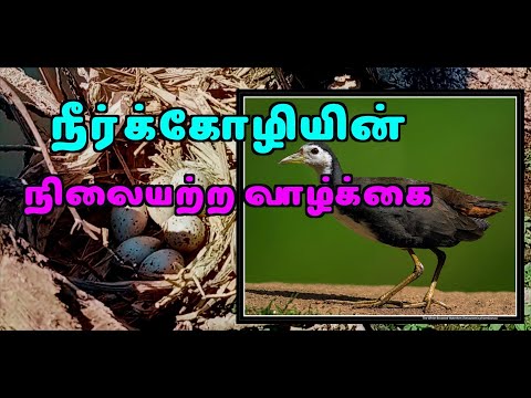 water hen நீர்க்கோழி