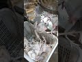 Chicken Plucking Machine #machine