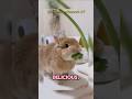 Give me more celery, please 🐰😂 #youtubeshorts #viralvideo #bunny #cutebunny #cute