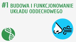 Budowa i funkcjonowanie układu oddechowego #1 [ Oddychanie i wydalanie ]