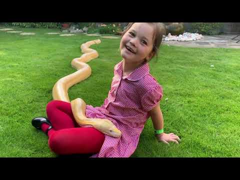 When trust has been built between child and Reticulated Python.