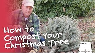 How to Compost Your Christmas Tree | GreenShortz DIY