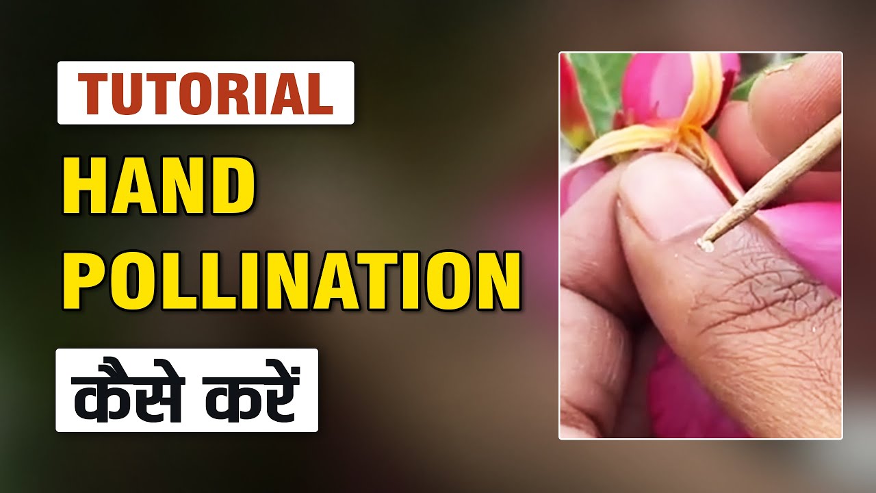 Hand Pollination in Adenium arabicum | Hangeli adenium | 