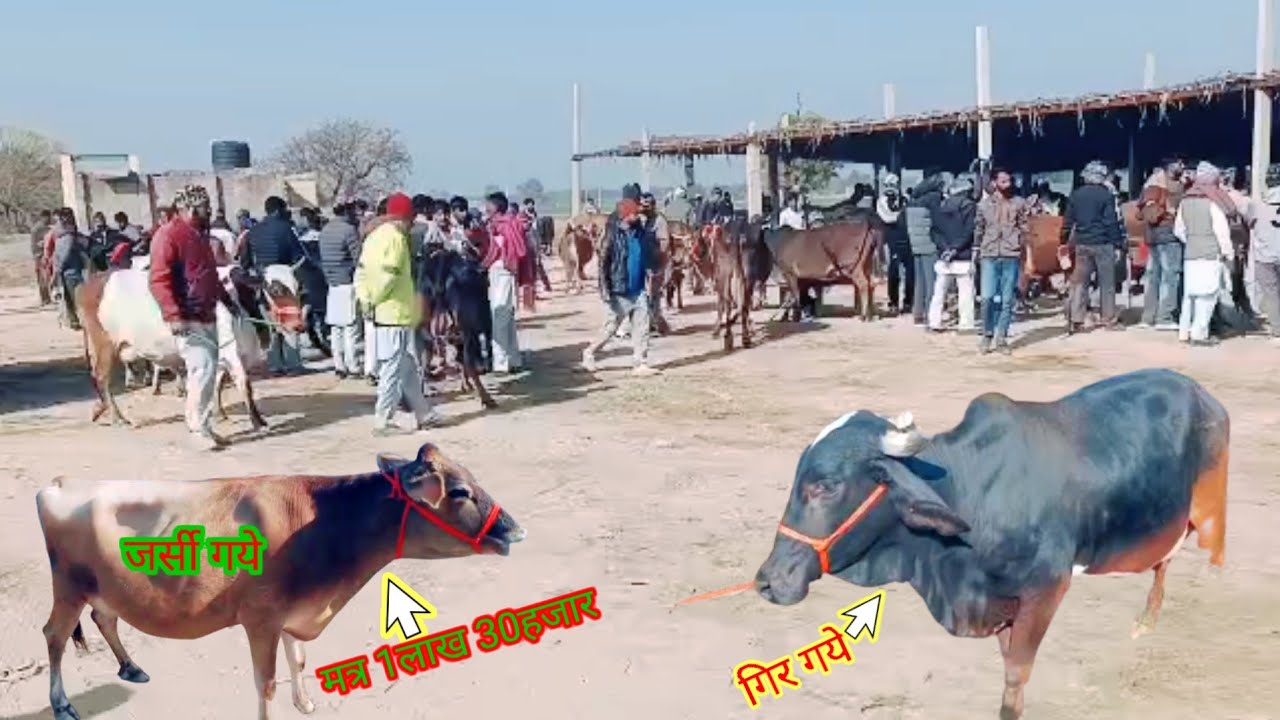 हनुमानगढ़ मे हर रविवार को गये की मंडी लगती हैं #cow #baffalo #cowgoat #vairal #reels #trending 