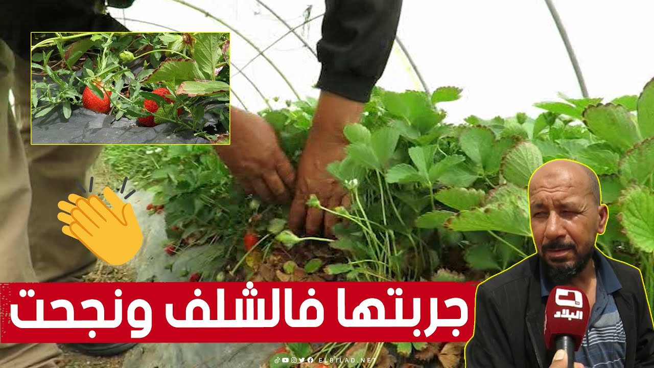 رغم برودتها شتاء وحرّها صيفا.. فلاح من الشلف يتمكّن من زراعة الفراولة والحصول على منتوج عالي الجودة