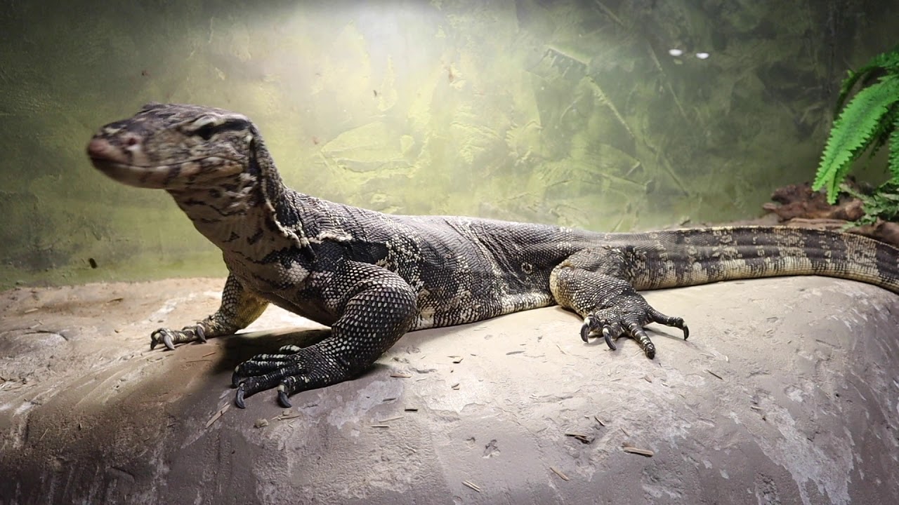 Reptilia Meet The Animals Friday YouTube