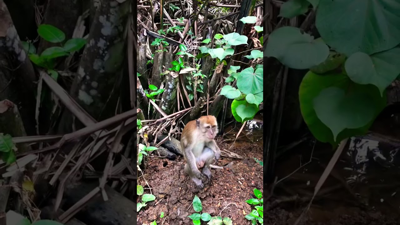 Wild Monkeys Attack 🐒 