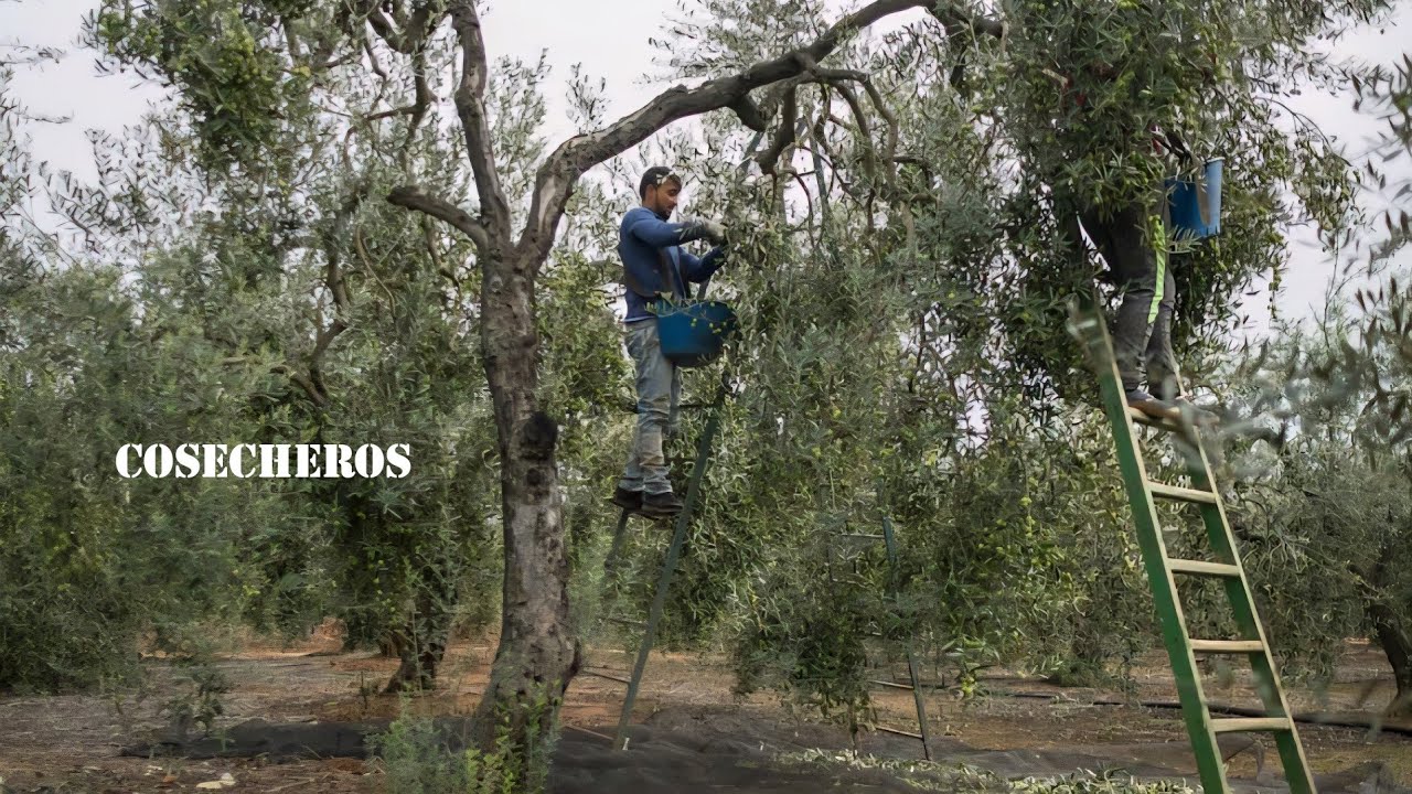 Así es la VIDA del COSECHERO en Catamarca - Argentina