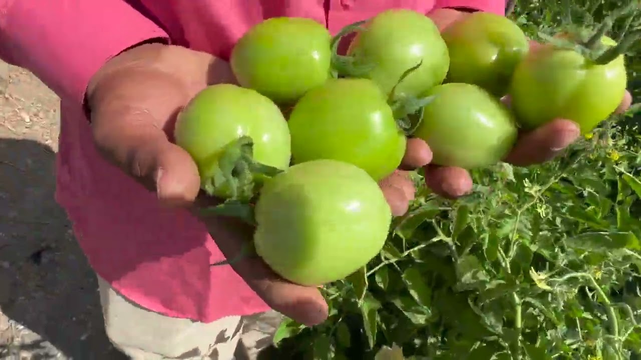 1एकर शेती अशीकरा 10एकरचे उत्पन्न काढा‼️कोल्हापूर,धाराशीव शेतकर्यासोबत टोमॅटोत रामसरांचे मार्गदर्शन‼️