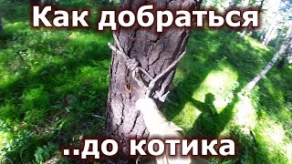 Палка-выручалка - установка верёвки на ствол дерева