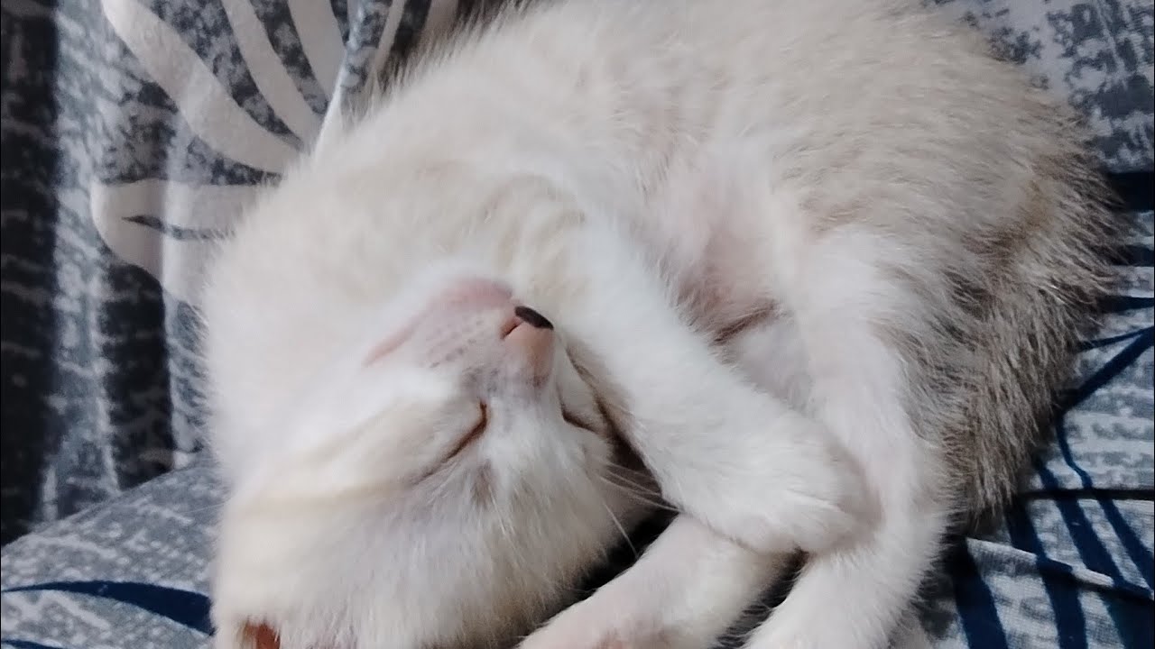 Cute kitty. Barakah Channel is live!