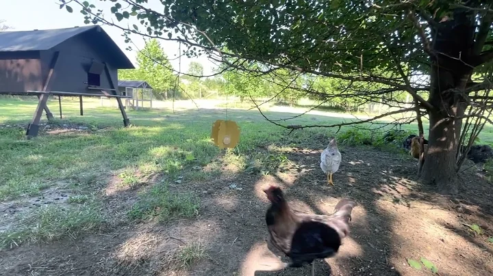 Feeding Chickens Japanese Beetles.