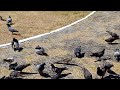 Pombos e Anu-Branco (?)