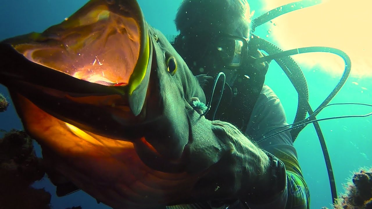 Perremo Fish 2017Dec3 MP144 Oil Rig Spearfishing Scamp Grouper with PrimoFish - YouTube