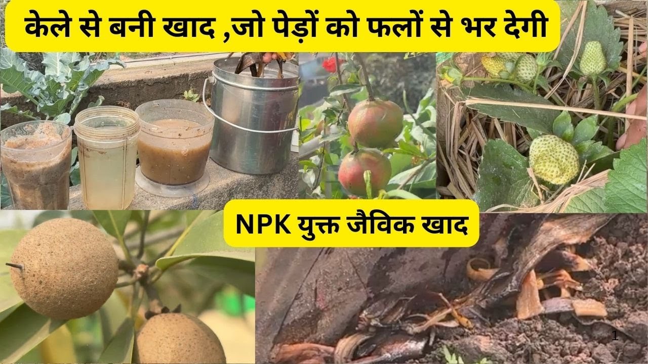 Ye Daala Aur Ped Phal Se Bhar Gaya 😲 | Secret Organic Khaad for Fruit Plants