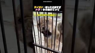 違いすぎるライオンとトラの母性愛ｗ