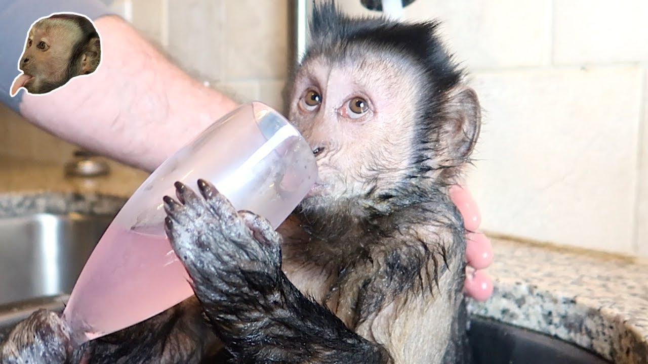 monkey baby shower theme The Royal Wine Glass Monkey Bath!