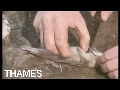 How to make Stornoway Kippers | Scotland | Magpie | 1978