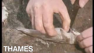 How To Make Stornoway Kippers Scotland Magpie 1978