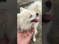 The kuchi kuchi #dog #chihuahua #funny #pets #puppy