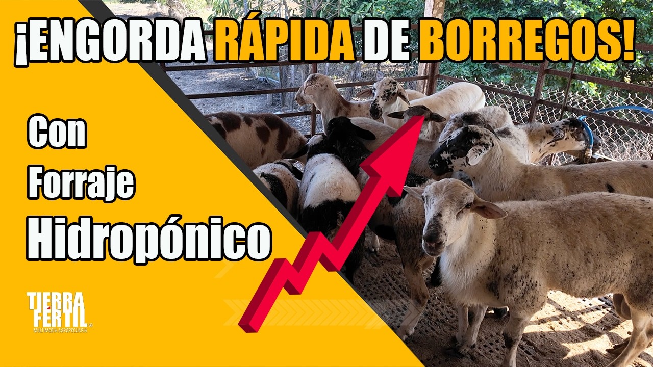 ENGORDA DE BORREGOS CON FORRAJE HIDROPÓNICO (07.03.26)