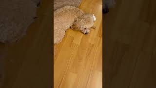 Cute Shih Tzu & Toy Poodle's Bedtime
