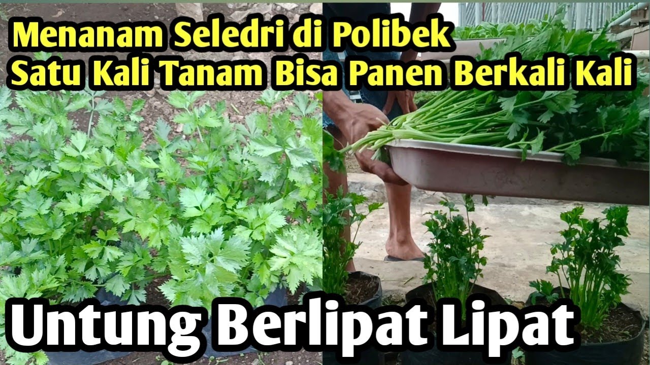 Menanam seledri di Polibek satu kali tanam  bisa panen berkali kalia@ANUR_hidroponik