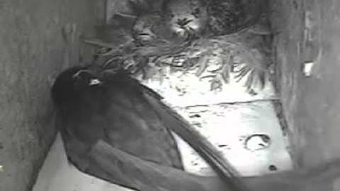 swifts 2015 - swift with geolocater