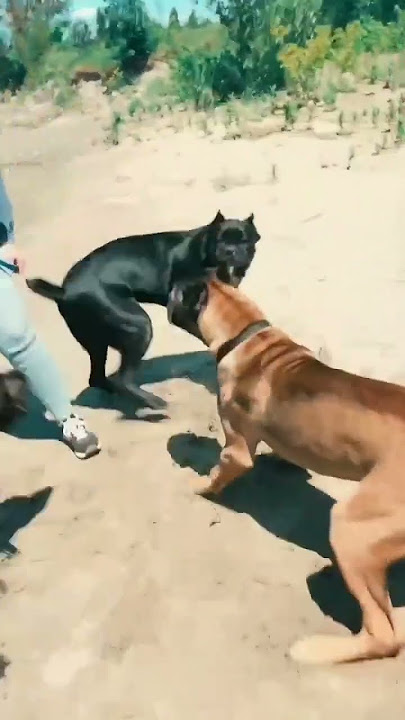 #atozanimals  #viral #animals #animal#animals video